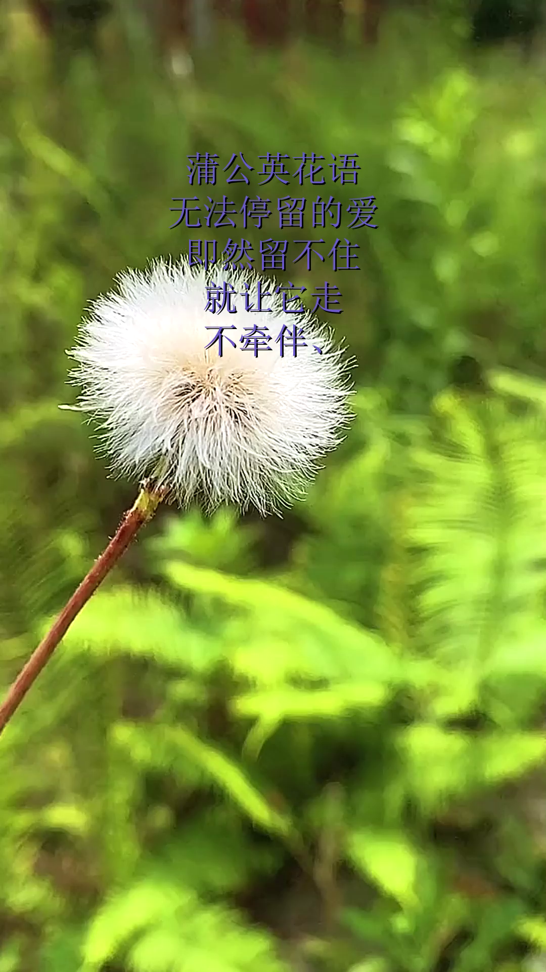 蒲公英的花语