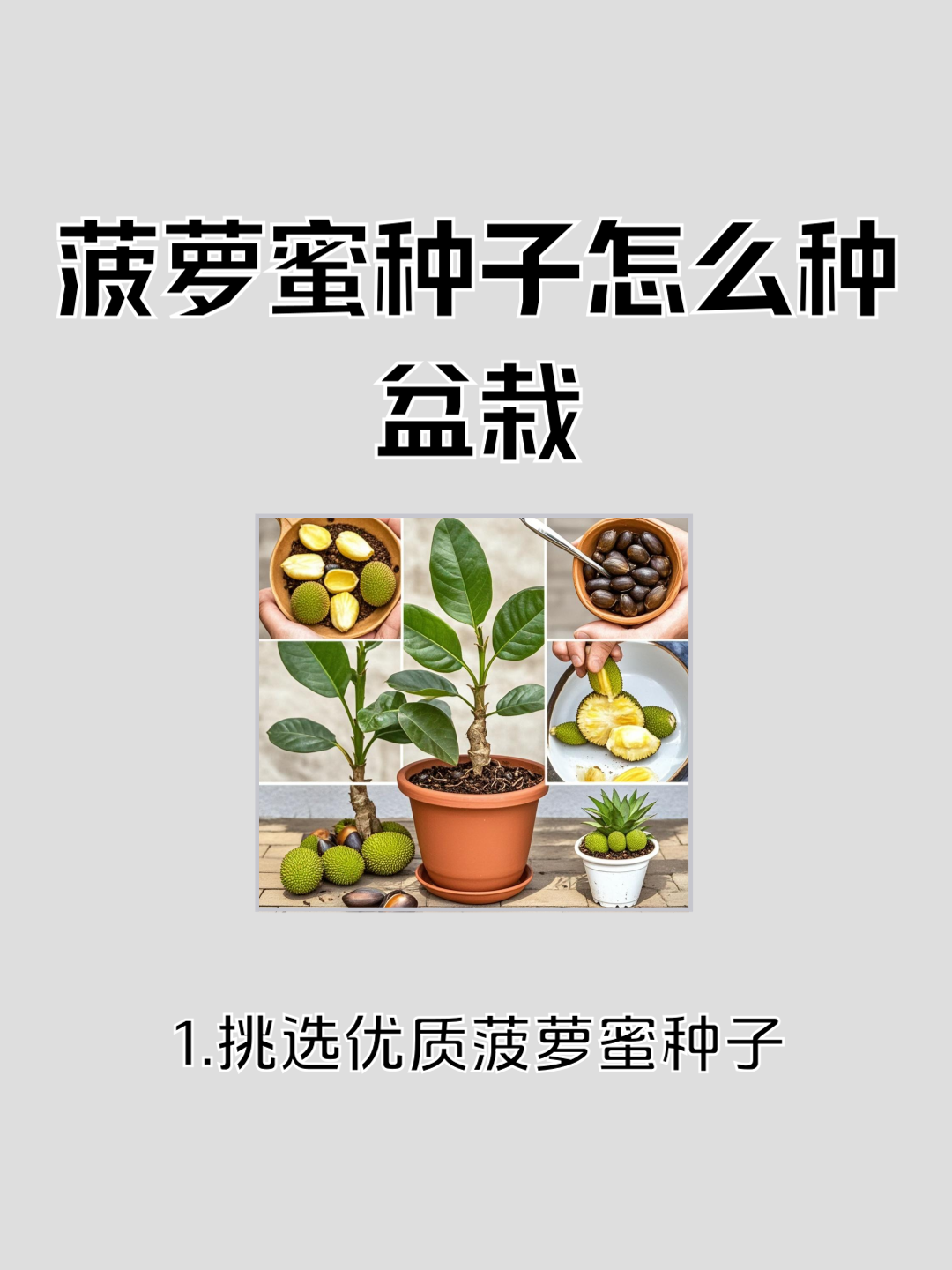 种子催芽方法五种方法